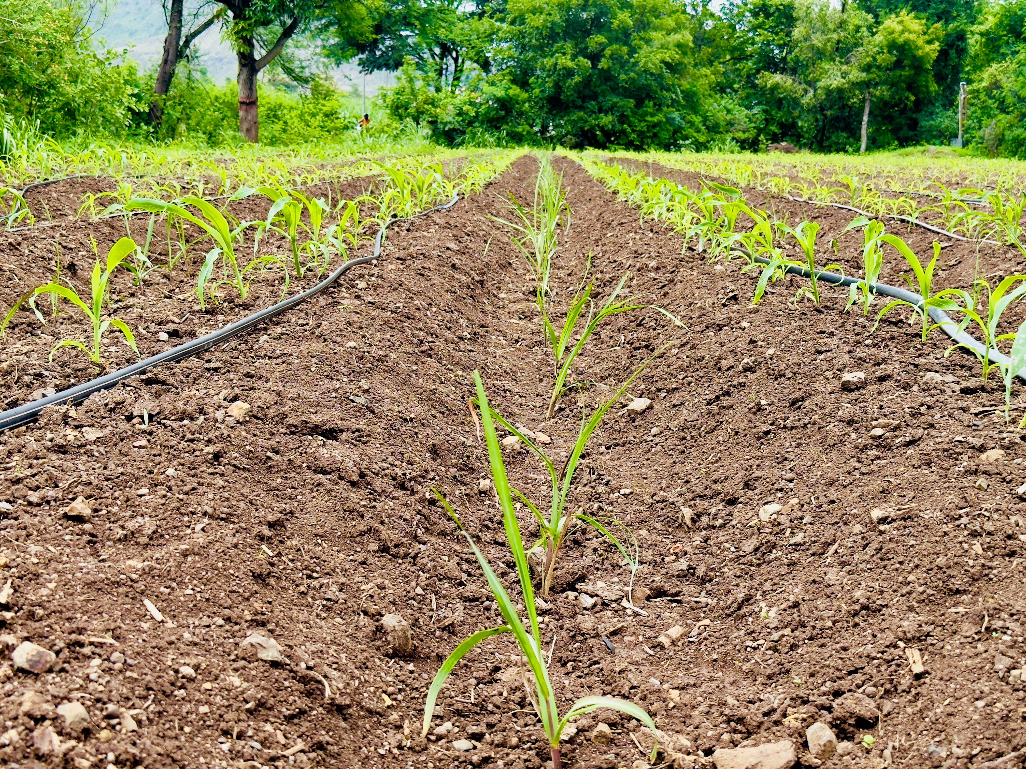 Minimum Support Price Regime Must Deliver Intended Outcomes 